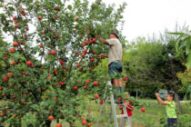 Apple+Harvest