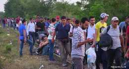 menekultek_halasinfo-hu_20150826102