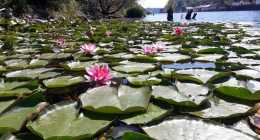 25 a laguna Rusovce előtt
