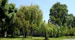 DSCF2824