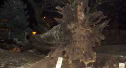 DSCF8968