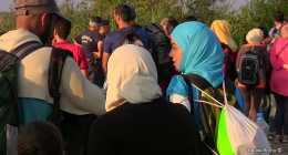 menekultek_halasinfo-hu_2015082668